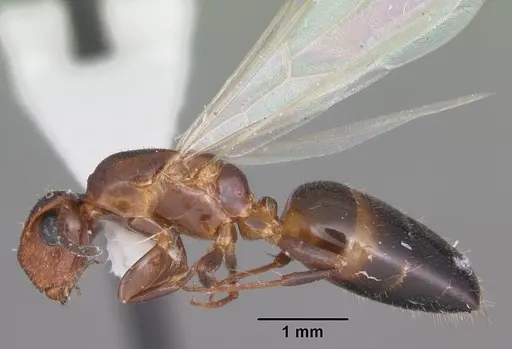 Colobopsis obliqua - CASENT0103725