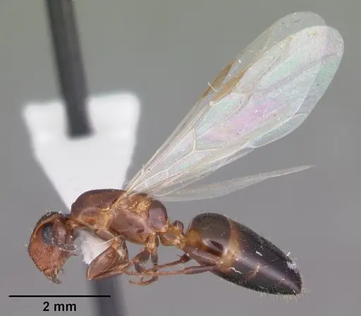 Colobopsis obliqua - CASENT0103725