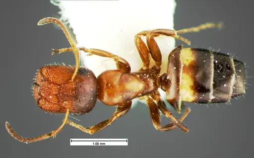 Colobopsis obliqua - CASENT0105585