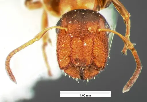 Colobopsis obliqua - CASENT0105585