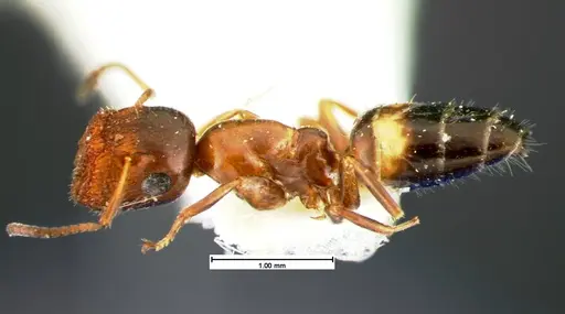 Colobopsis obliqua - CASENT0105585