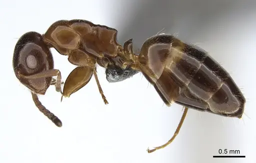 Colobopsis obliqua - CASENT0923511