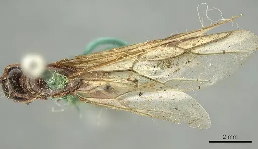 Colobopsis oceanica specimen