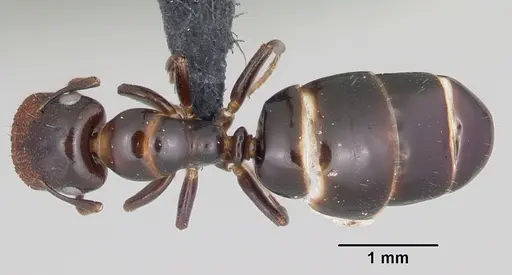 Colobopsis papago specimen