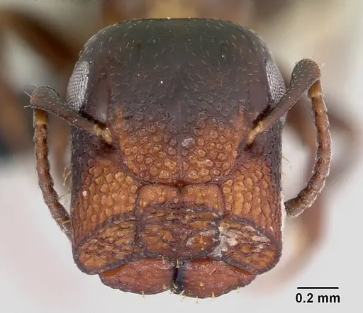 Colobopsis papago specimen