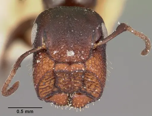 Colobopsis papago - CASENT0104680