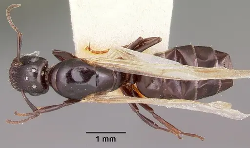 Colobopsis papago - CASENT0104681