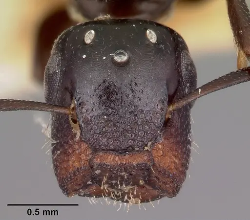 Colobopsis papago - CASENT0104681