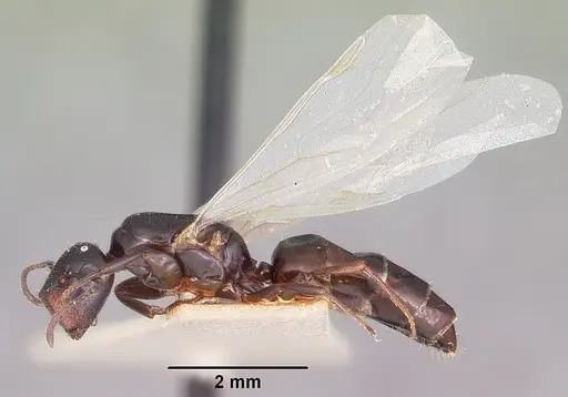 Colobopsis papago - CASENT0104681