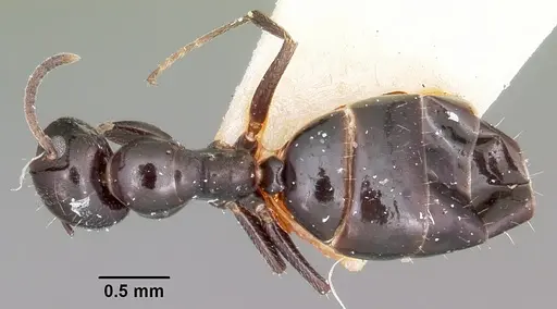 Colobopsis papago - CASENT0104697