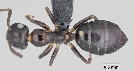 Colobopsis papago - CASENT0104912