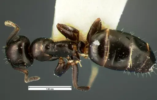 Colobopsis papago - CASENT0105586