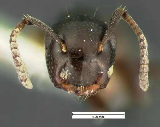 Colobopsis papago - CASENT0105586