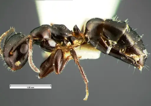 Colobopsis papago - CASENT0105586