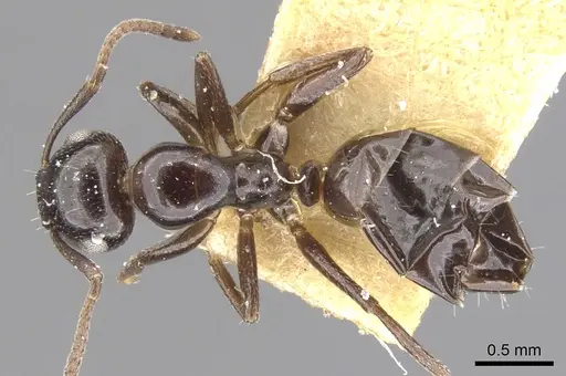 Colobopsis papago - CASENT0903605