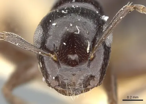 Colobopsis papago - CASENT0903605