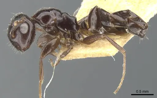 Colobopsis papago - CASENT0903605