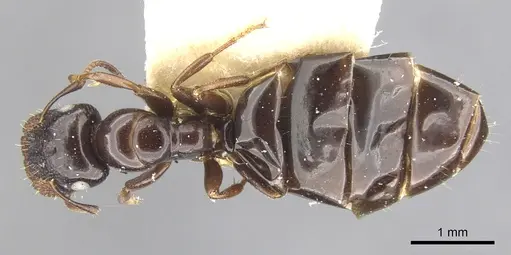 Colobopsis papago - CASENT0903606