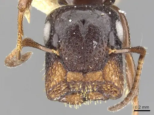 Colobopsis papago - CASENT0903606