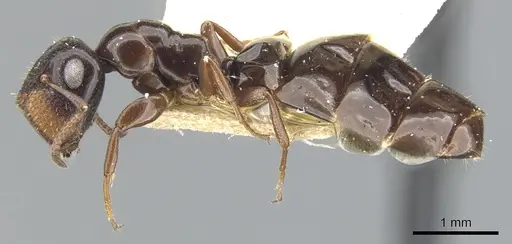 Colobopsis papago - CASENT0903606