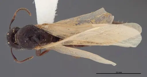 Colobopsis papago - FMNHINS0000083091