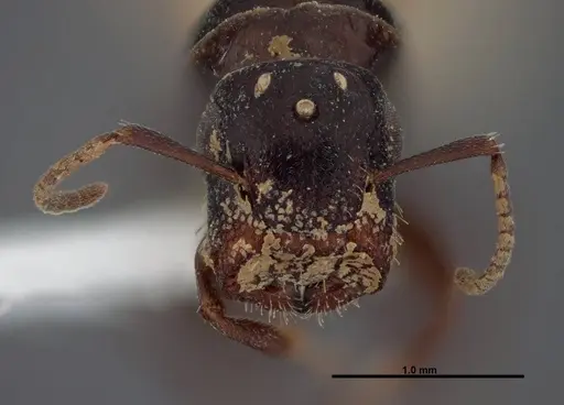 Colobopsis papago - FMNHINS0000083091