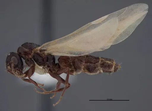 Colobopsis papago - FMNHINS0000083091