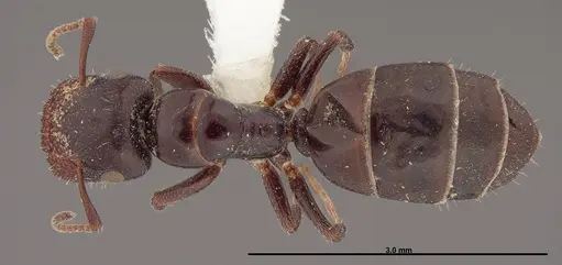 Colobopsis papago - FMNHINS0000083093