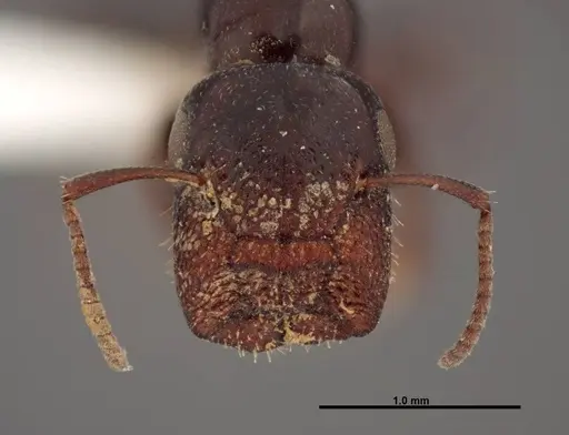 Colobopsis papago - FMNHINS0000083093