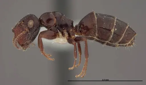 Colobopsis papago - FMNHINS0000083093