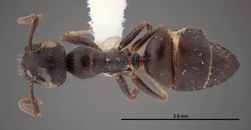 Colobopsis papago - FMNHINS0000083094