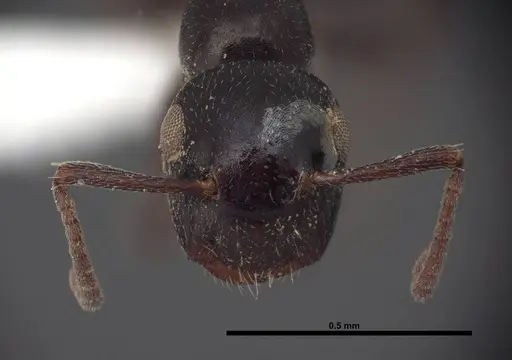 Colobopsis papago - FMNHINS0000083094