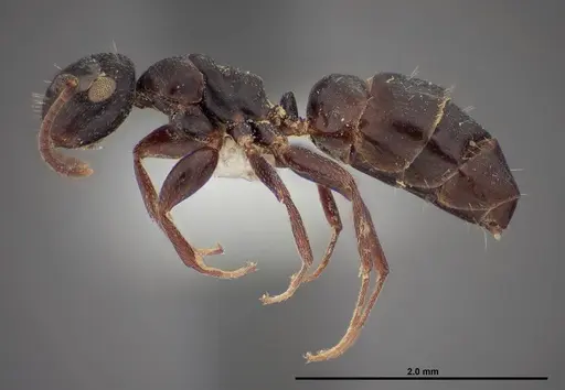 Colobopsis papago - FMNHINS0000083094