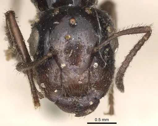 Colobopsis perneser specimen