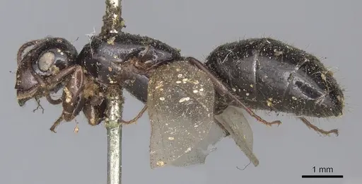 Colobopsis perneser specimen