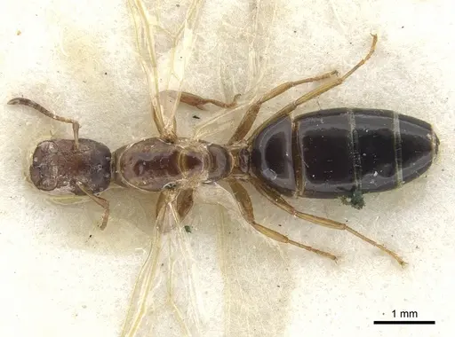 Colobopsis phragmaticola specimen