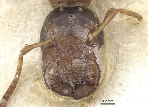 Colobopsis phragmaticola specimen