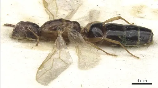 Colobopsis phragmaticola specimen