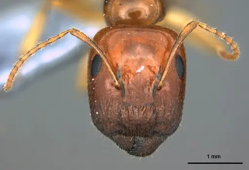 Colobopsis polynesica specimen