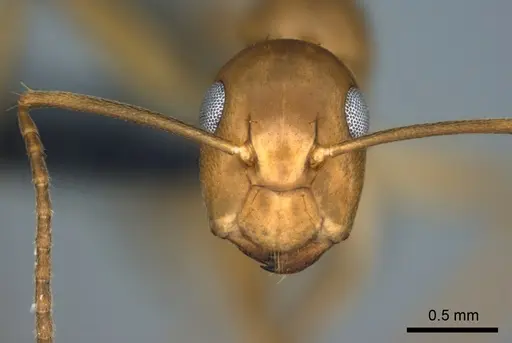 Colobopsis polynesica - CASENT0187250