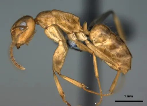 Colobopsis polynesica - CASENT0187250