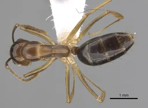 Colobopsis polynesica - CASENT0280252