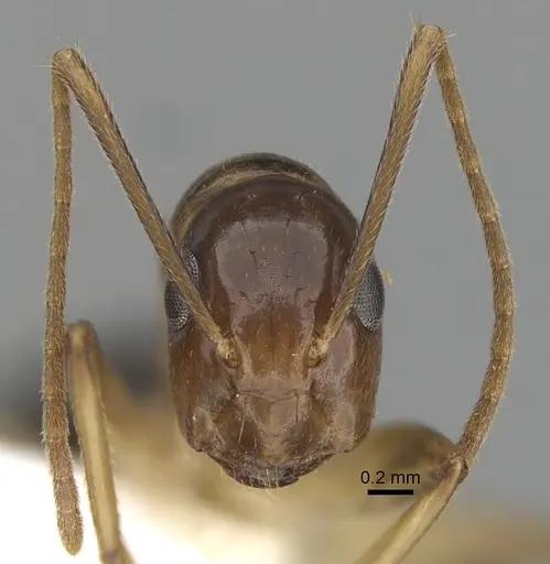 Colobopsis polynesica - CASENT0280252