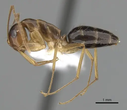 Colobopsis polynesica - CASENT0280252