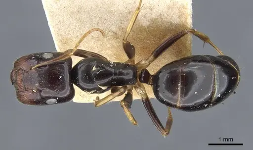 Colobopsis polynesica - CASENT0905845