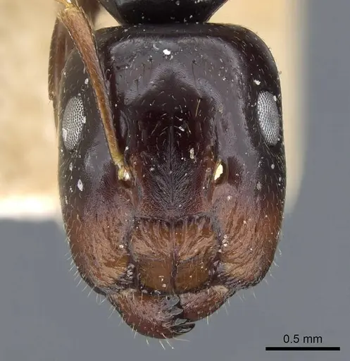 Colobopsis polynesica - CASENT0905845