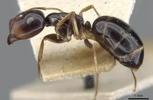 Colobopsis polynesica - CASENT0905845