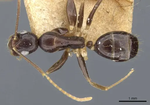 Colobopsis polynesica - CASENT0905846