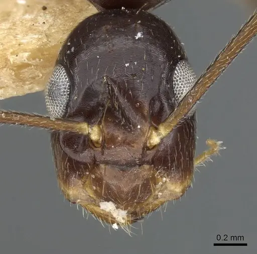 Colobopsis polynesica - CASENT0905846