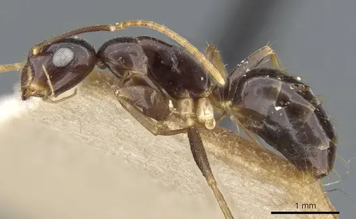 Colobopsis polynesica - CASENT0905846